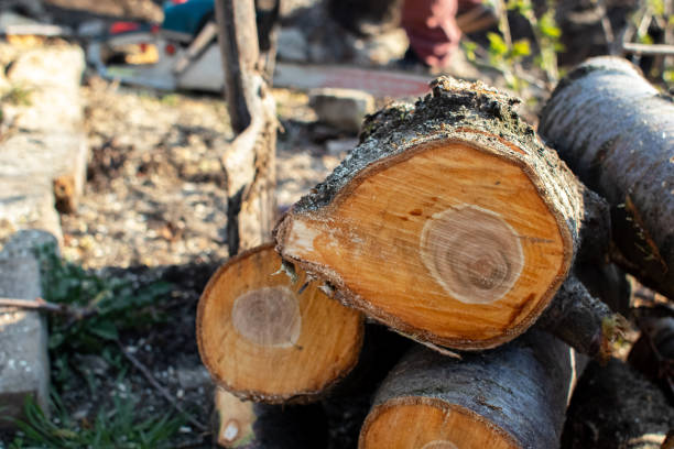  , USA Tree Care Pros